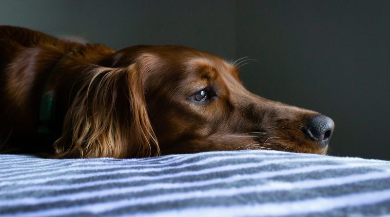 short-coat brown dog lying on blue and white striped bedspread