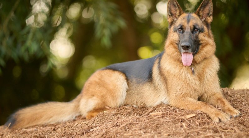 a dog lying on the ground