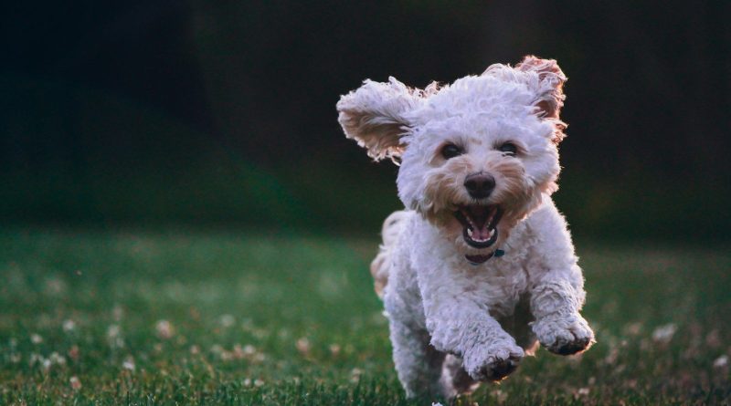 shallow focus photography of white shih tzu puppy running on the grass