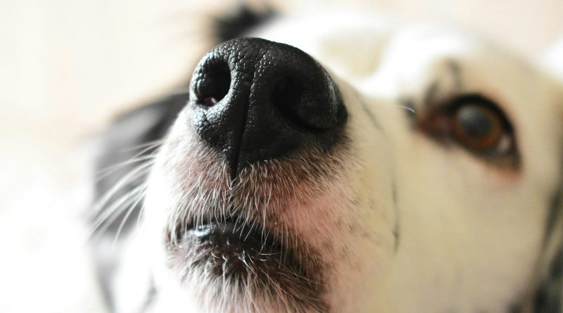 dog face